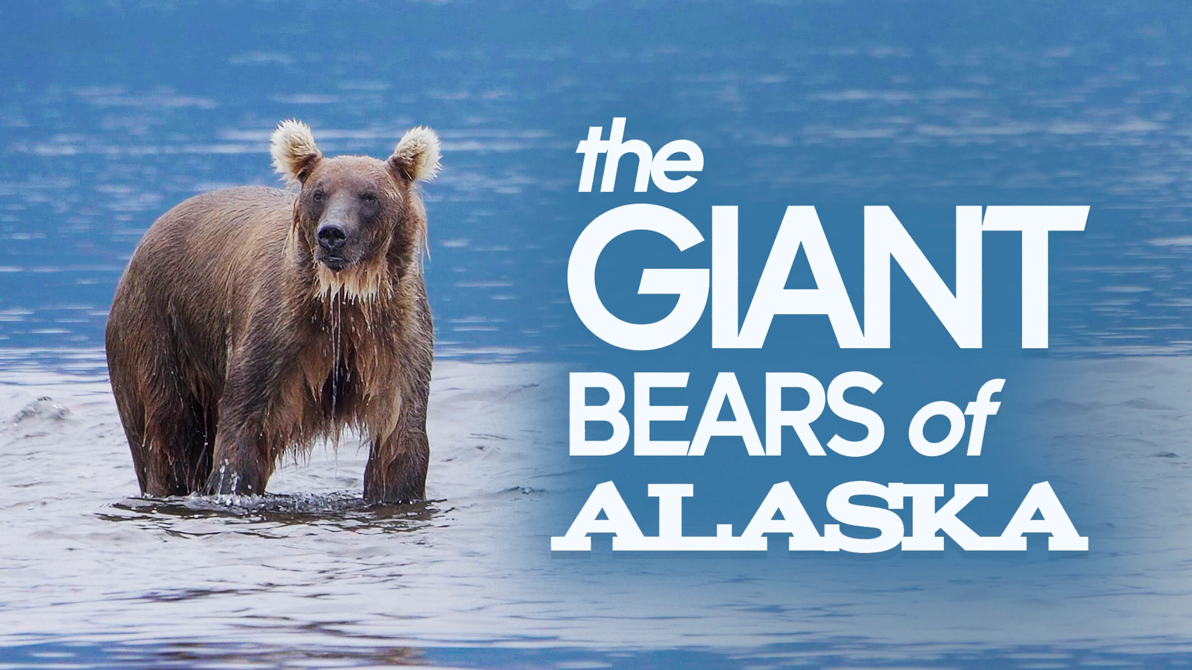 The Giant Bears of Alaska poster
